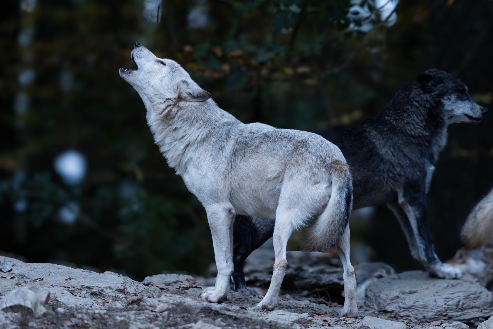 Kulinarisches Wolfsgeheul – 07.11.2025