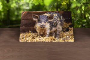 Das Wildpark-Puzzle "Unser Wollschwein" - 30 Teile