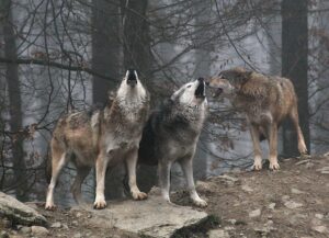 Kulinarisches Wolfsgeheul – 25.09.2026