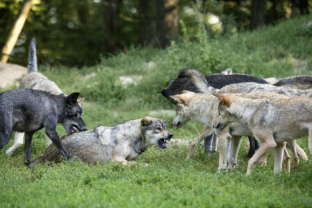 Kulinarisches Wolfsgeheul – 07.11.2025 – Bild 7