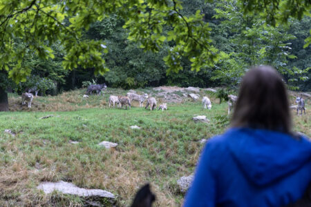 Kulinarisches Wolfsgeheul – 07.11.2025 – Bild 8