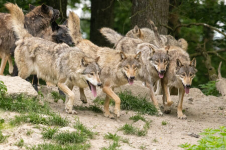 Kulinarisches Wolfsgeheul – 07.11.2025 – Bild 6