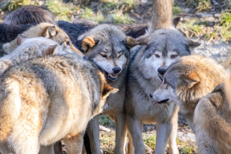 Kulinarisches Wolfsgeheul – 07.11.2025 – Bild 4