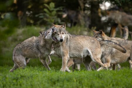 Kulinarisches Wolfsgeheul – 07.11.2025 – Bild 10