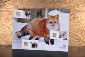 Wildpark Advent Glücks-Kalender