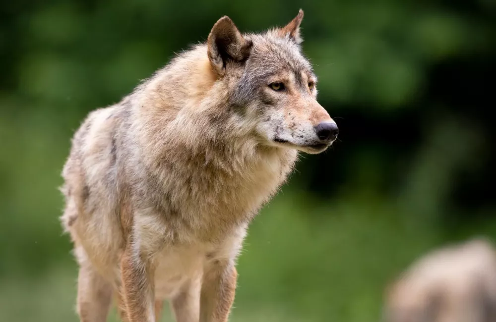Individuelle Führungen